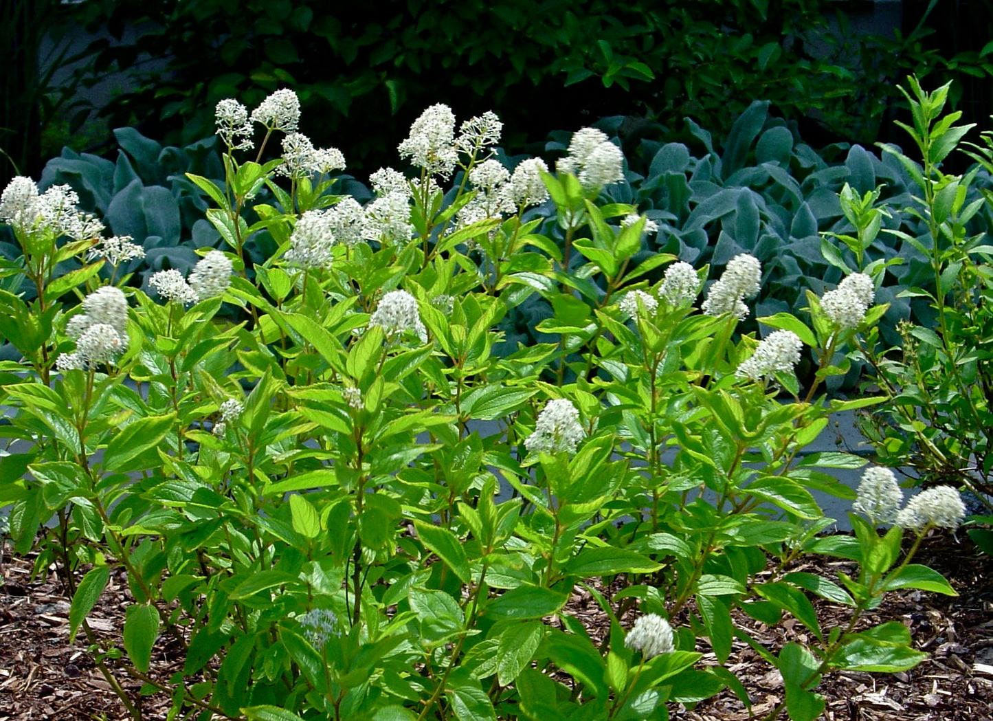 New Jersey Tea Shrub Seeds