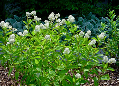 New Jersey Tea Shrub Seeds