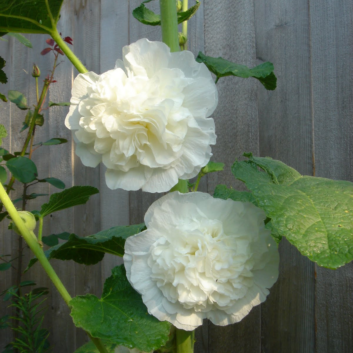 Double White Hollyhock Flower Seeds