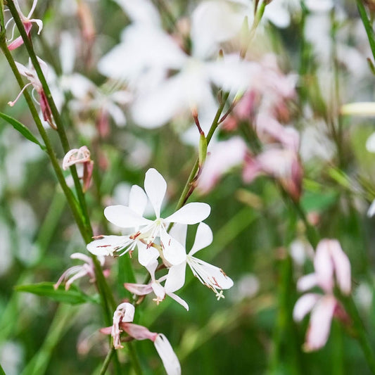 White Gaura Flower seeds for Planting - Garden Favorite, Heirloom & GMO Free Seeds for Home Garden