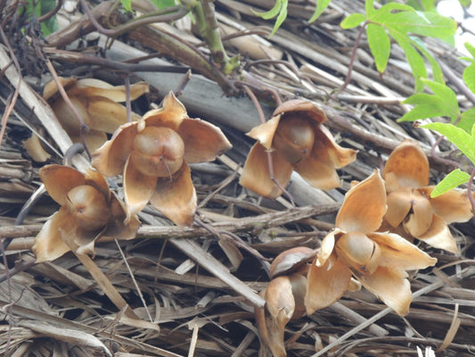 Merremia Tuberosa Flower Seeds