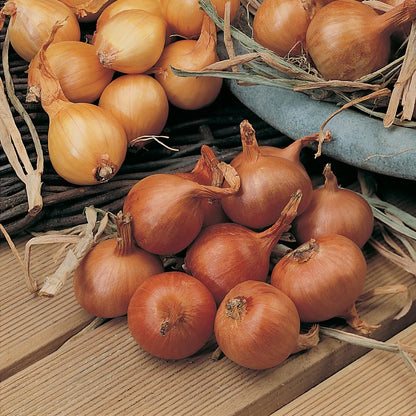 Yellow Onion Vegetable Seeds