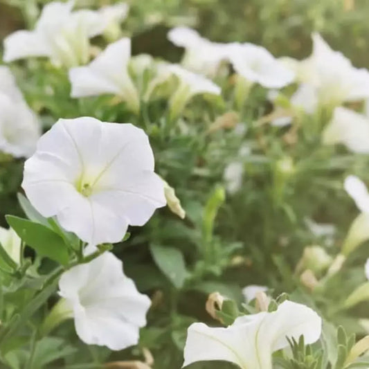 Moonflower White Flowers Seeds