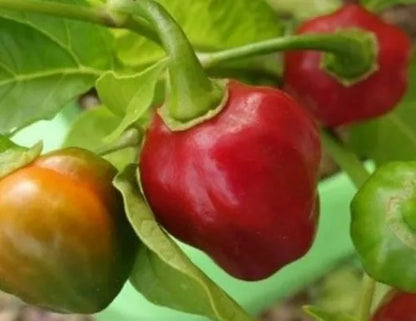 Red Manzano Chili Pepper Vegetable Seeds