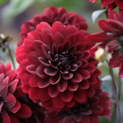 Semillas de flores de dalia Karma Choc