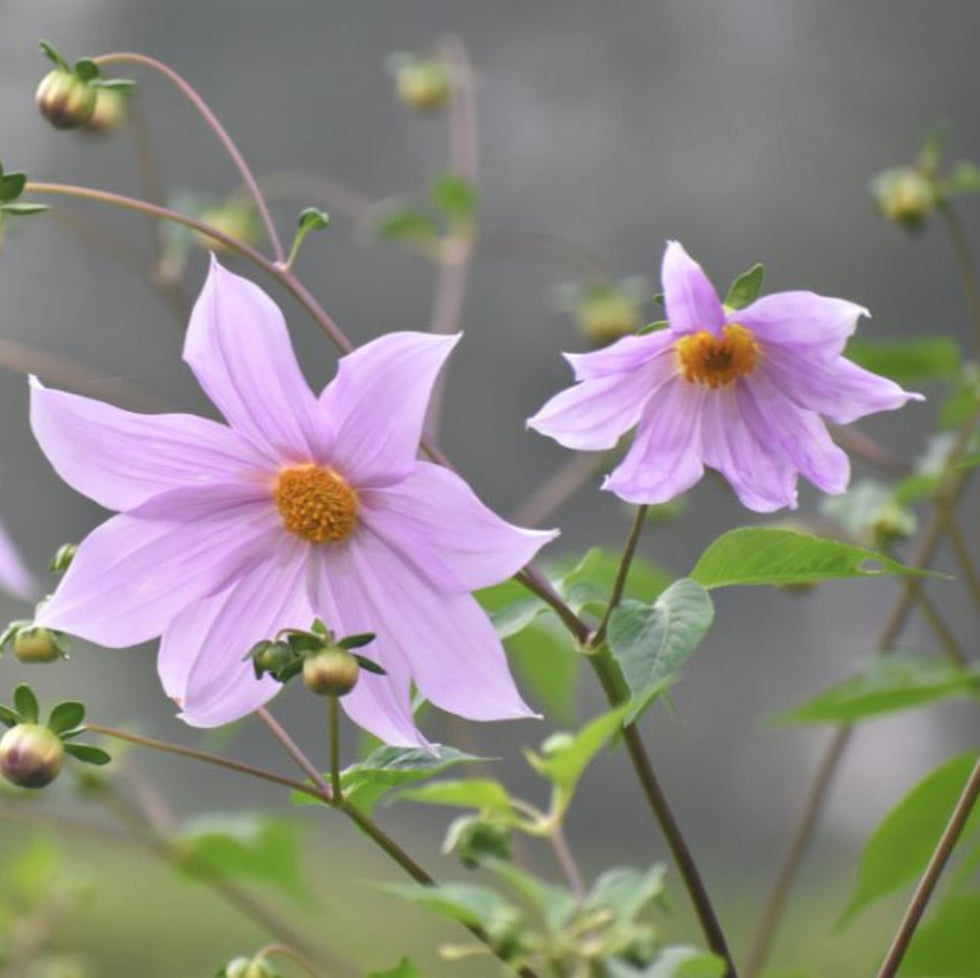 Dahlia Imperialis Flower Seeds