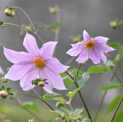 Dahlia Imperialis Flower Seeds