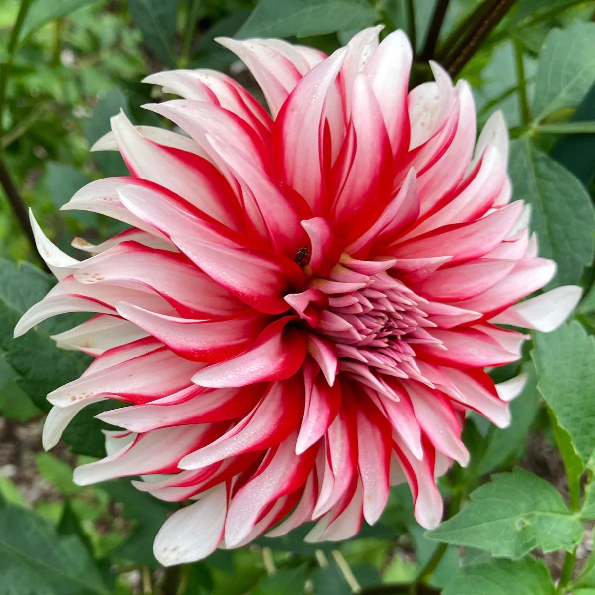 Dahlia Santa Claus Flower seeds for Planting Shade Tolerant Heirloom & GMO Free Seeds for Home Garden 
 
 Sale seeds for home garden planting