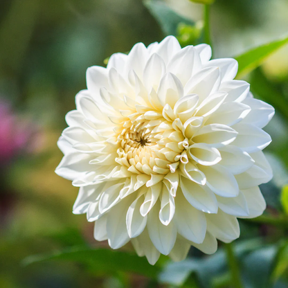 Semi di Fiore di Dalia Bianca