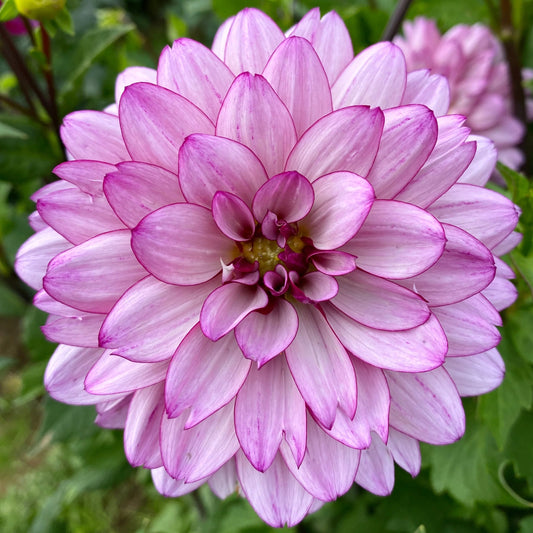Dahlia 'Lauren Michele' Flower Seeds