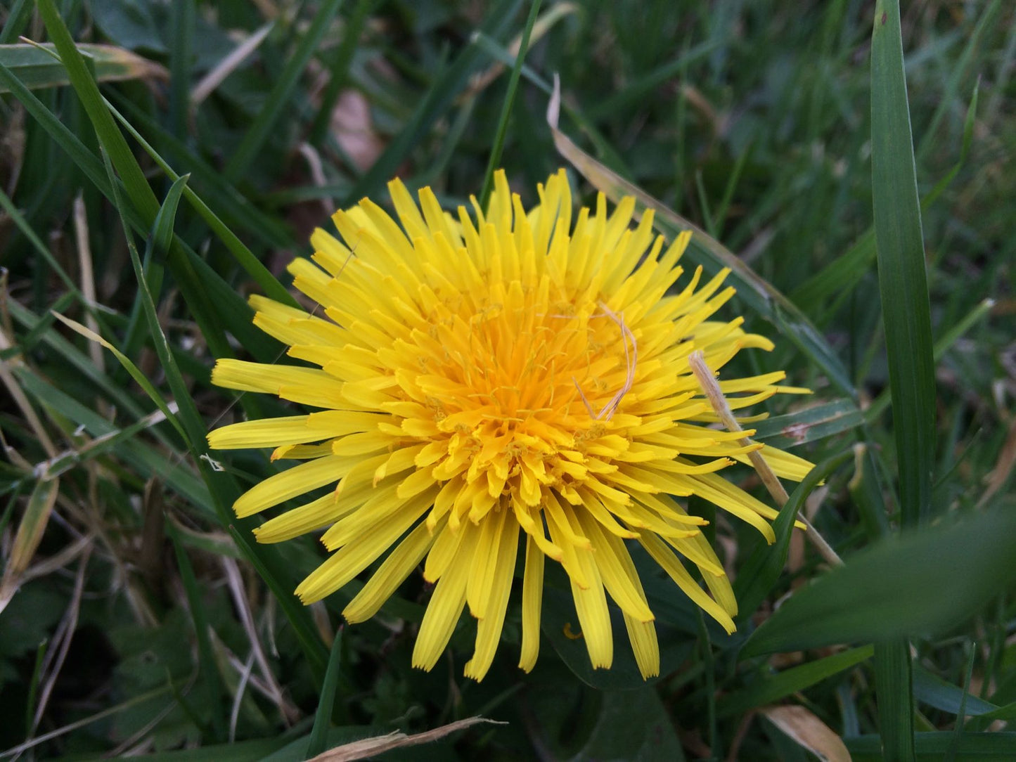 Yellow Dandelion Flower seeds for Planting - Perfect for Borders, Heirloom & GMO Free Seeds for Home Garden