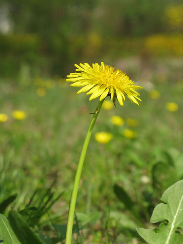 Dandelion Seeds Taraxacum Officinale Flower Seeds