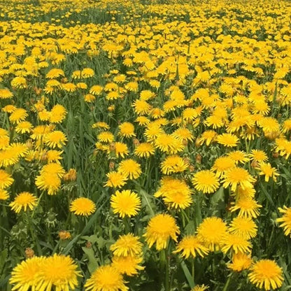Dandelion Flower seeds for Planting - Vibrant Colors, Heirloom & GMO Free Seeds for Home Garden