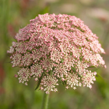 Queen Anne's Lace Flower Seeds