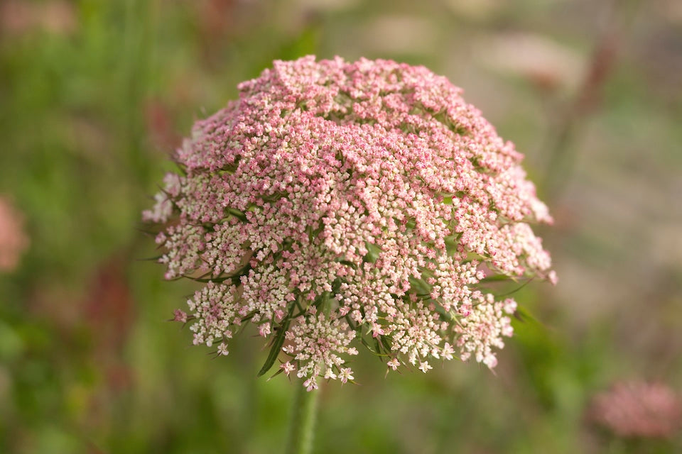 Dara Ammi Shrub Seeds