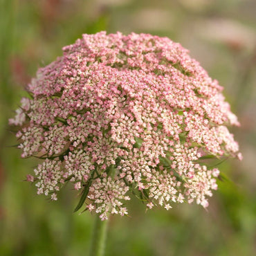 Dara Ammi Shrub Seeds for Planting – Heirloom, Non-GMO, Aromatic, Easy to Grow