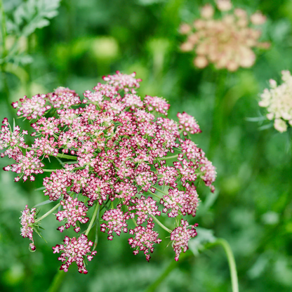 Queen Anne's Lace Flower Seeds