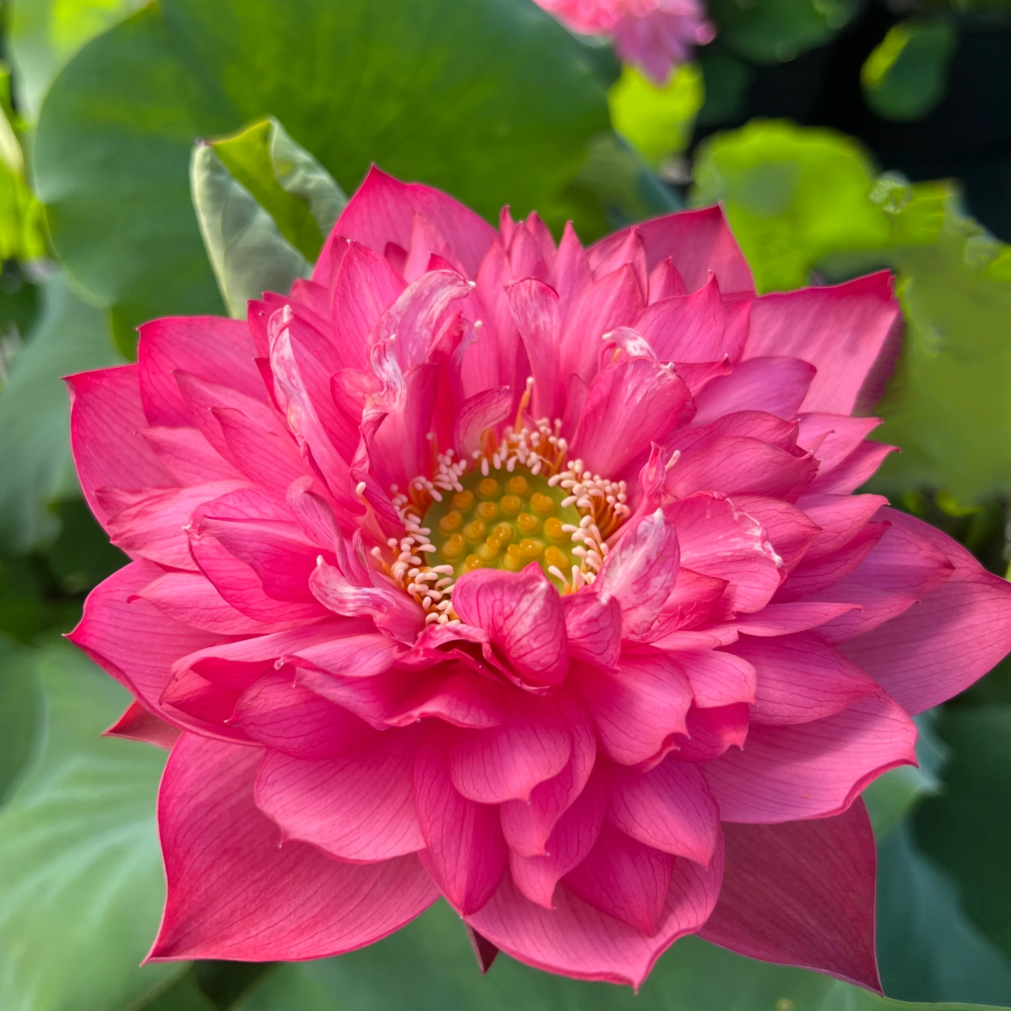Double Petal Lotus Seeds – Heavy Bloom Aquatic Plant for Stunning Garden Ponds