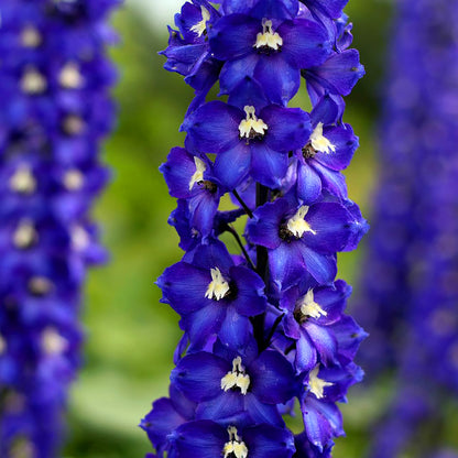 Blue Delphinium Flower Seeds (Candle Larkspur)