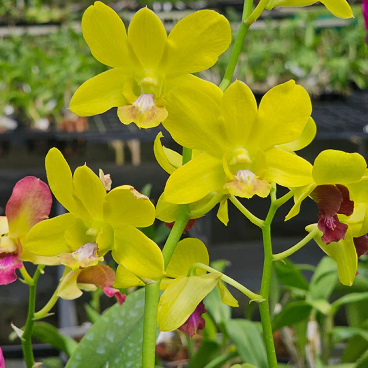 Light Yellow Dendrobium Flower seeds for Planting - Shade Tolerant, Heirloom & GMO Free Seeds for Home Garden