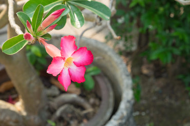 Desert Rose Flower Seeds