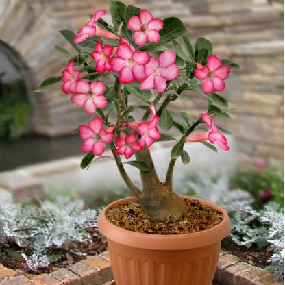 Desert Rose Flower Seeds