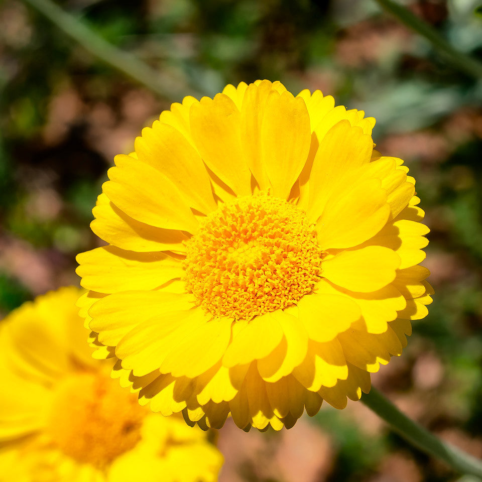 Desert  Flower Marigold Seeds