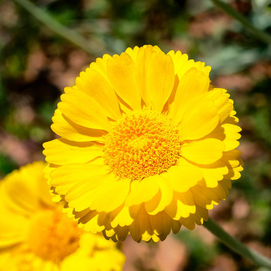 Desert  Flower Marigold Seeds