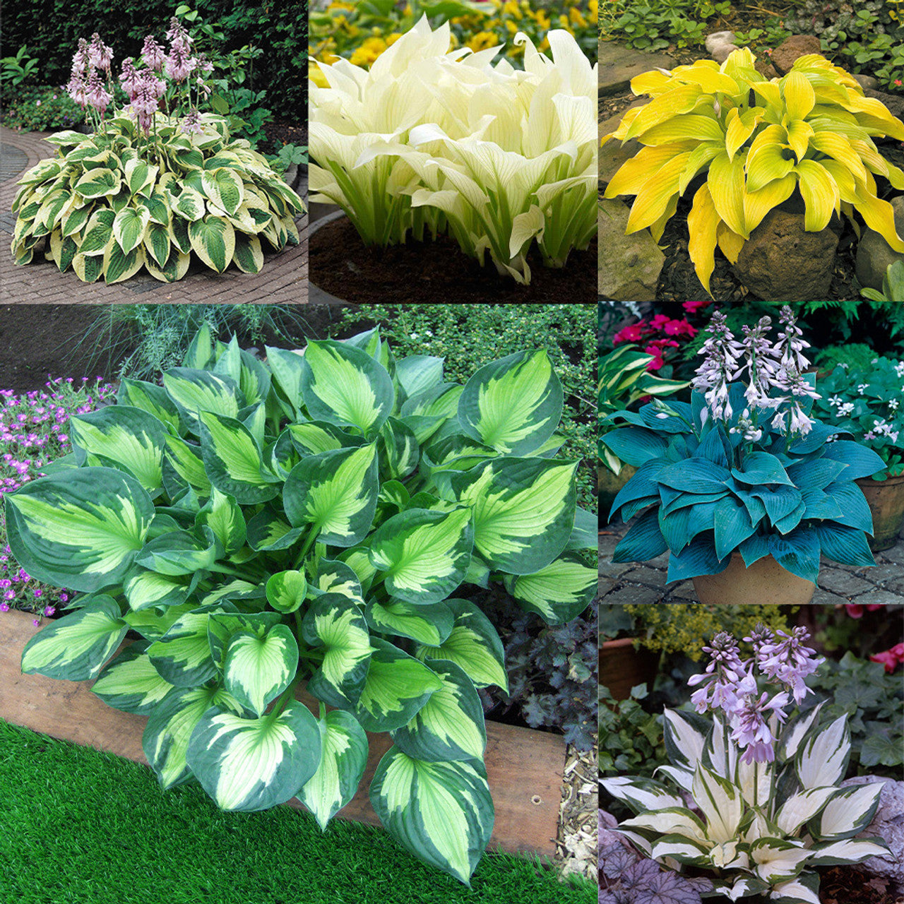 Hosta Seeds Mixed Colors Herb Seeds