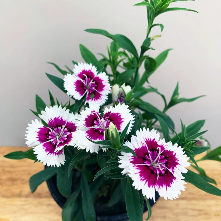 Purple White Dianthus Flower seeds for Planting - Cottage Garden Essential, Heirloom & GMO Free Seeds for Home Garden
 
 Sale for planting in home garden