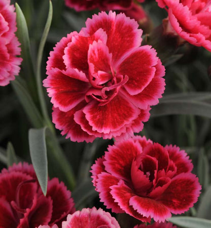 Burgundy Dianthus Flower seeds for Planting - Cut Flower Favorite, Heirloom & GMO Free Seeds for Home Garden
 
 Sale