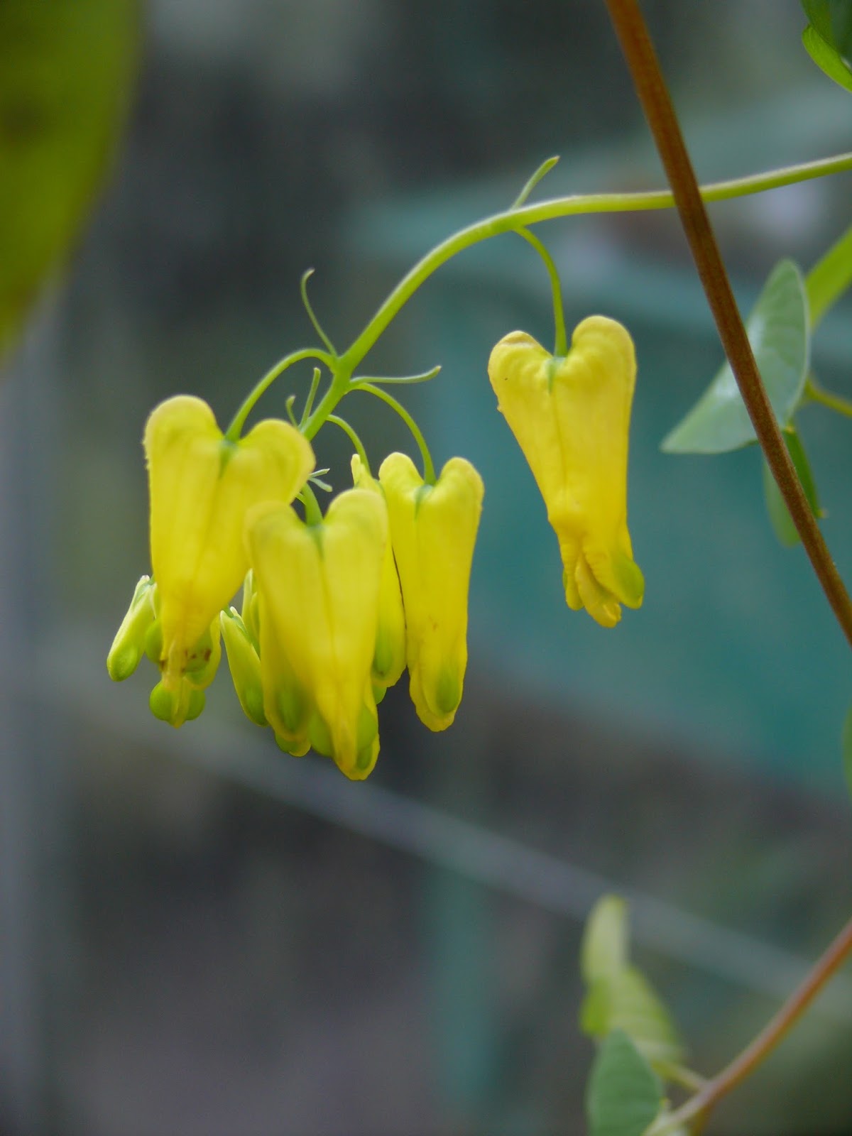 Dicentra Spectabilis Yellow Bleeding Heart Flower Seeds