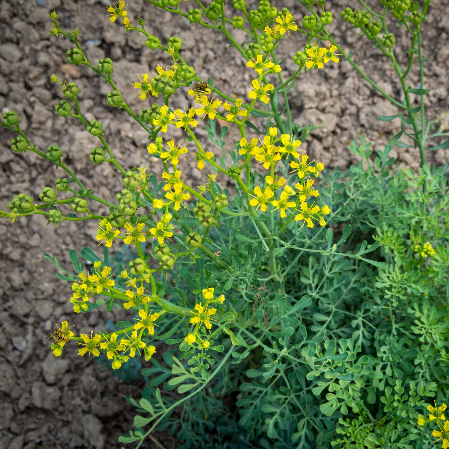 Semi di Erba Ruta Graveolens