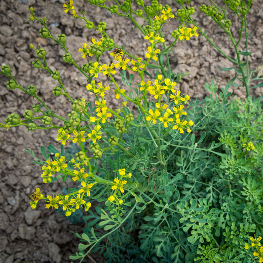 Semi di Erba Ruta Graveolens