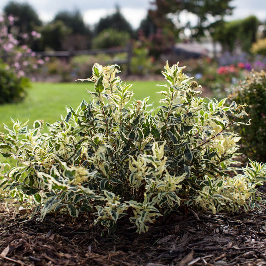 Dwarf Bush Honeysuckle Shrub Seeds