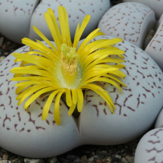 Dinteranthus Flower seeds for Planting - Long Bloom Season, Heirloom & GMO Free Seeds for Home Garden
 
 Sale for planting in home garden