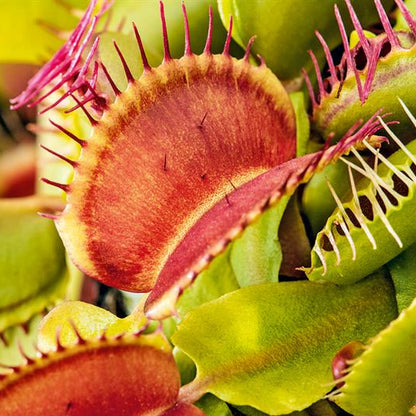 Green with Red Venus Flytrap Seeds for Planting – Heirloom, Non-GMO, Carnivorous, Insect Control