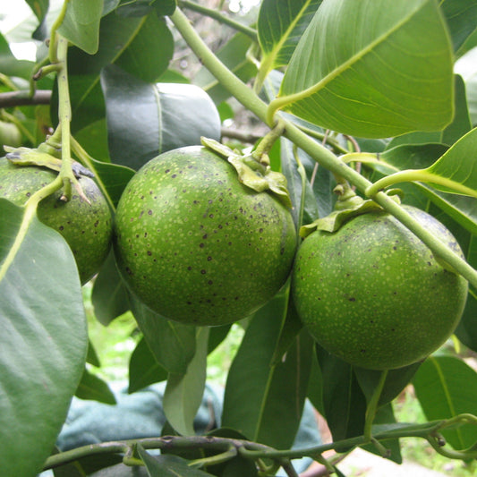 Diospyros Digyna Fruchtsamen