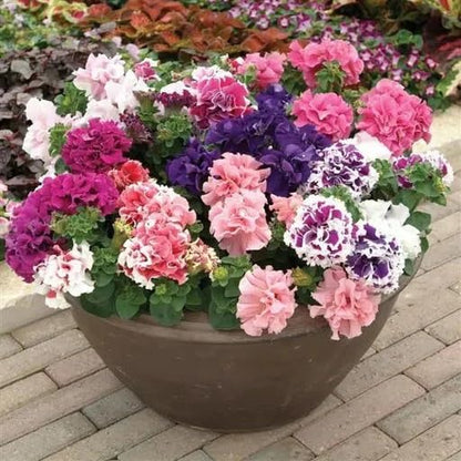 Double Petunia Planting Seeds - Stunning Blooms for Your Garden