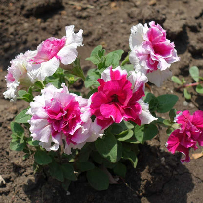 Double Petunia Planting Seeds - Stunning Blooms for Your Garden