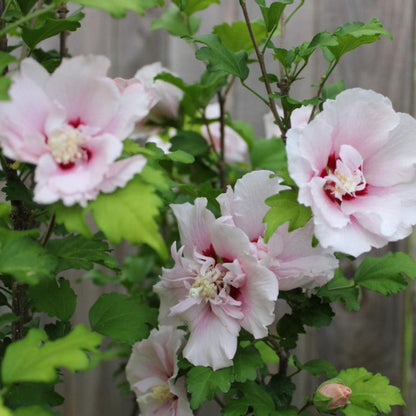 rose of sharon hibiscus seeds Light Pink Double Rose of Sharon (Hibiscus syriacus) Flower Seeds for – Pure Asia Seeds