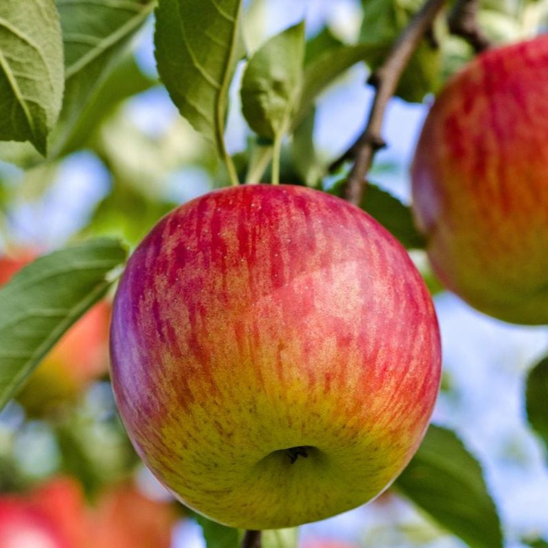 Fuji Apple Fruit Seeds