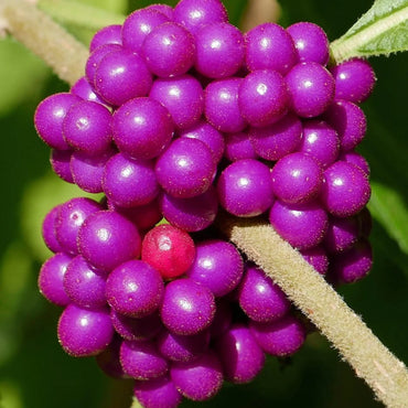 Callicarpa Americana Fruchtsamen