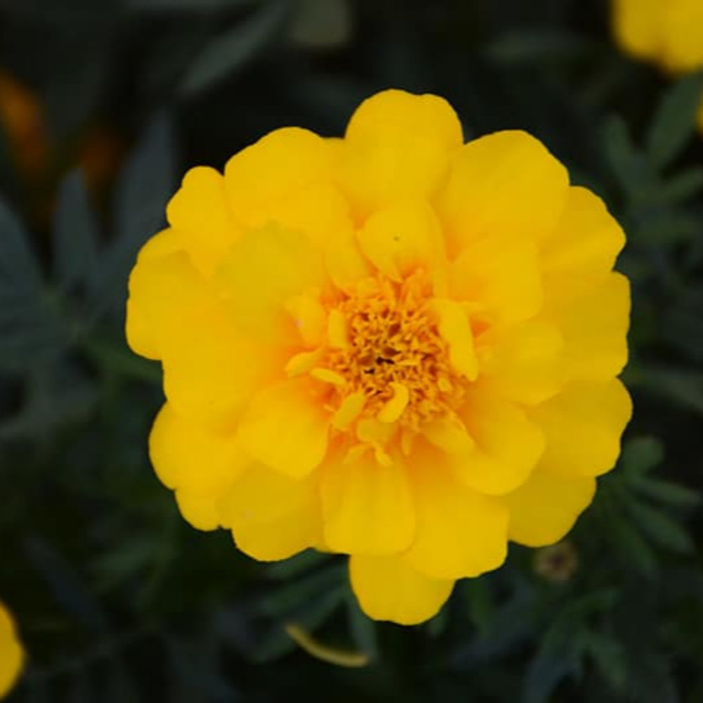 French Marigold 'Durango Yellow' – Bright & Cheerful Garden Flower