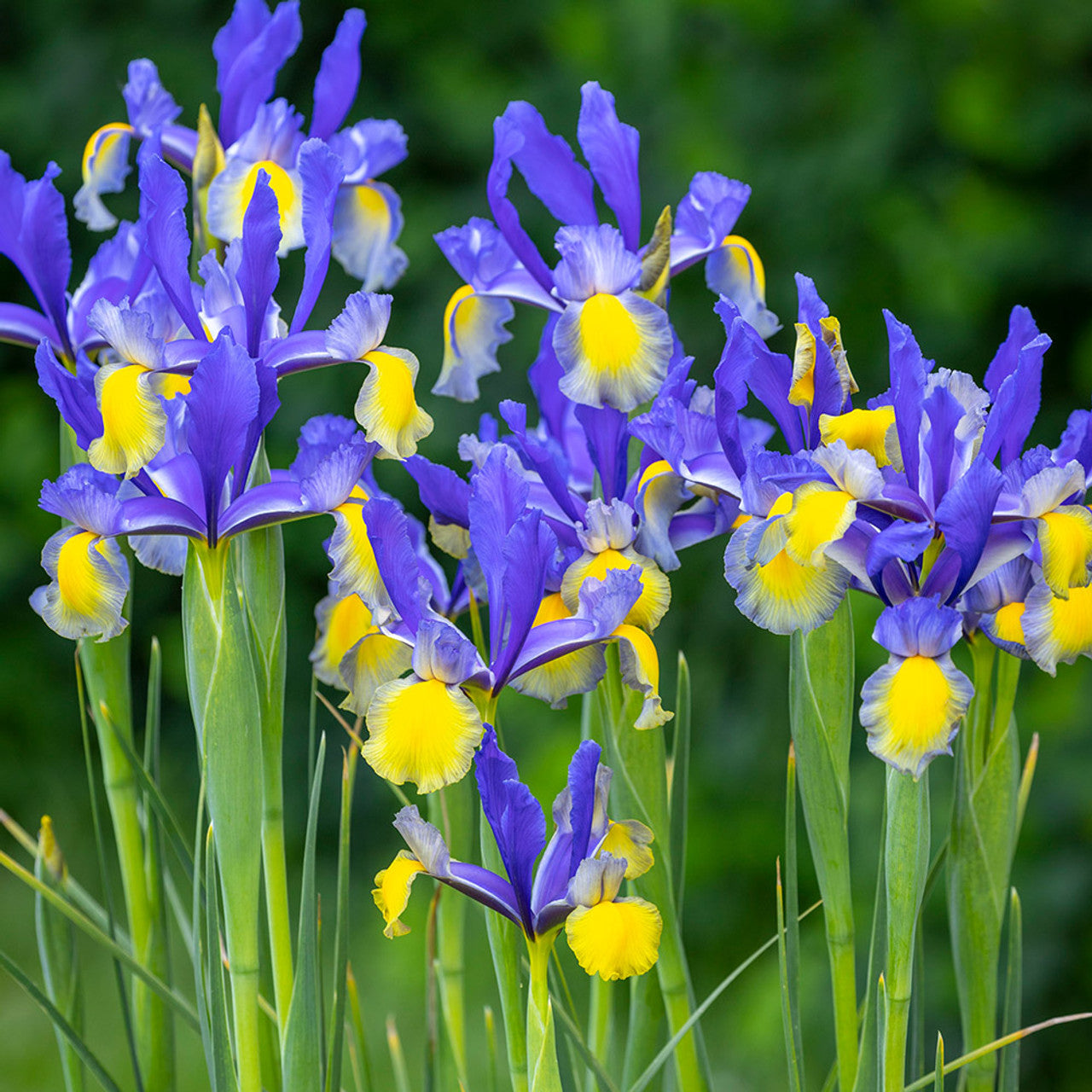 Holländische Iris-Blumensamen