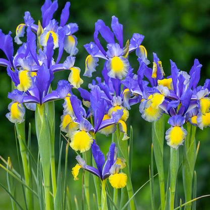 Holländische Iris-Blumensamen