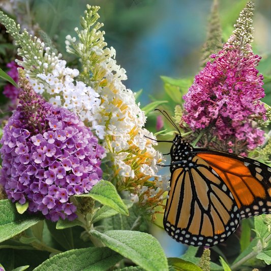 Mixed Colors Butterfly Bush Flower Seeds