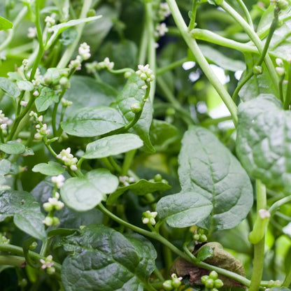 Malabar Spinach Vegetable Seeds