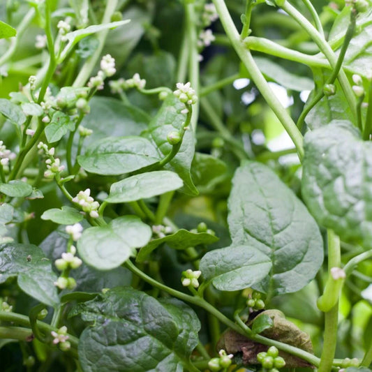 Malabar Spinach Vegetable Seeds