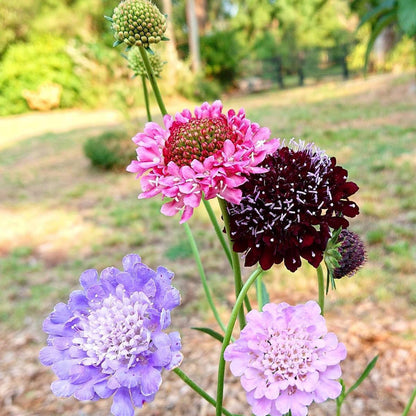 pincushion plant seeds Pincushion Flower Seeds for Planting – Heirloom, Non-GMO, Pollinator-F – Pure Asia Seeds
